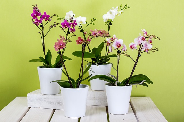 orchideje.jpg